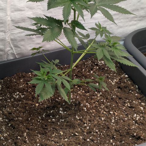 #62 Hindu Kush growlog timeline photo