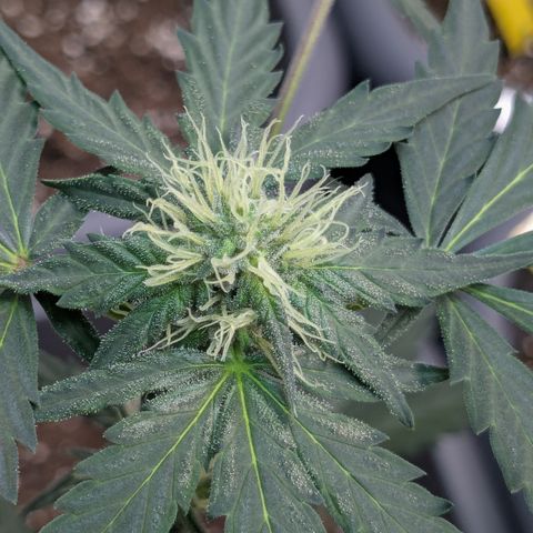 #61 White Skunk growlog timeline photo