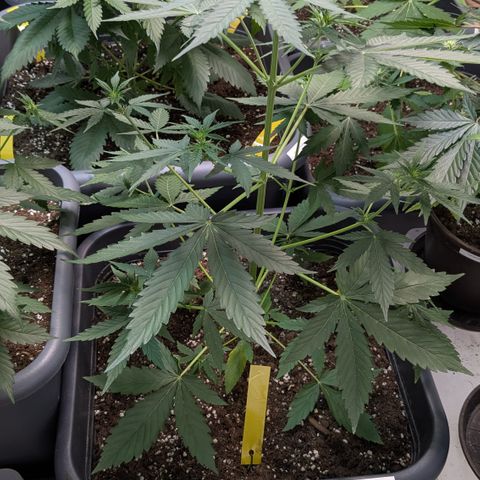 #68 Blueberry Zkittlez growlog timeline photo