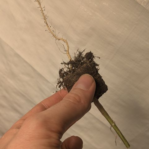 #61 White Skunk growlog timeline photo