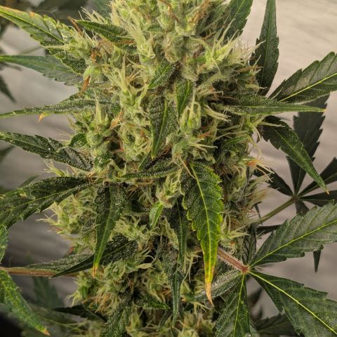 #66 Northern Lights growlog timeline photo