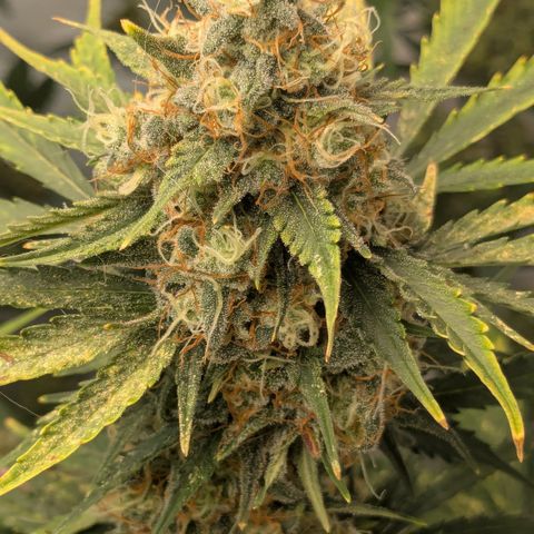#65 Skunk #1 growlog timeline photo