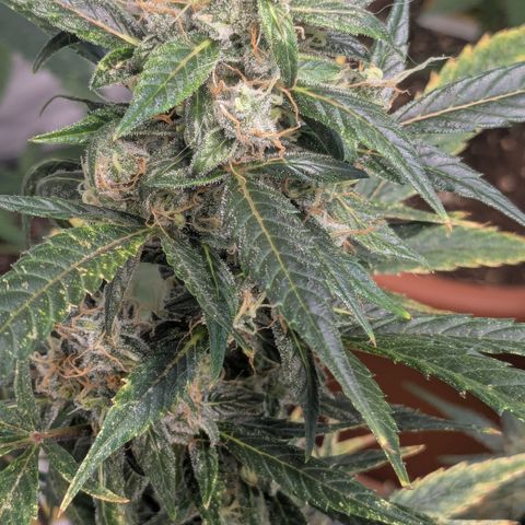 #57 Sticky Orange XXL growlog timeline photo