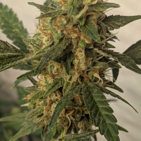 #58 Pineapple Automatic growlog timeline photo