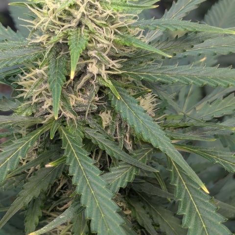 #63 Purple Bud growlog timeline photo