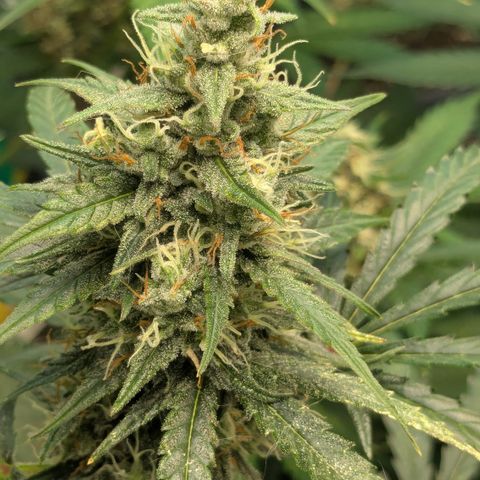 #68 Blueberry Zkittlez growlog timeline photo