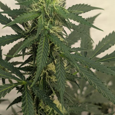 #62 Hindu Kush growlog timeline photo