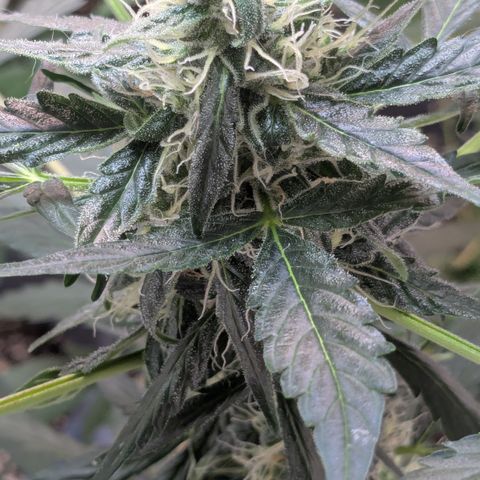 #64 Gorillaz growlog timeline photo