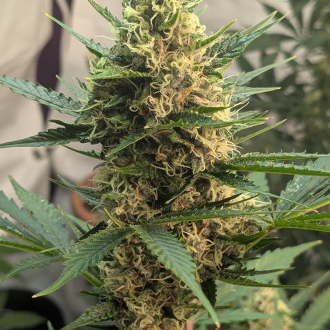 #60 Master Kush growlog timeline photo