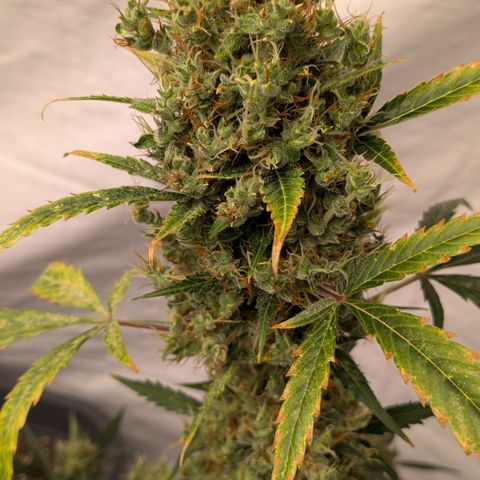 #66 Northern Lights growlog timeline photo