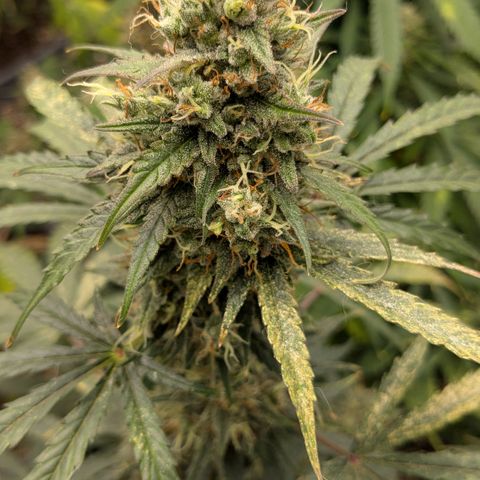 #68 Blueberry Zkittlez growlog timeline photo