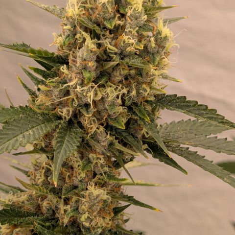 #60 Master Kush growlog timeline photo