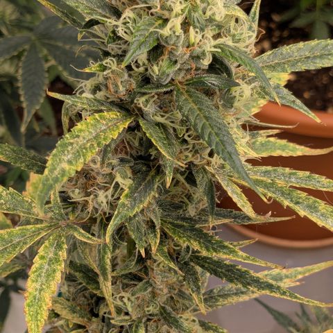 #57 Sticky Orange XXL growlog timeline photo