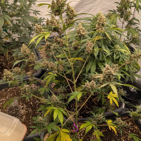 #60 Master Kush growlog timeline photo