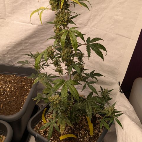 #66 Northern Lights growlog timeline photo