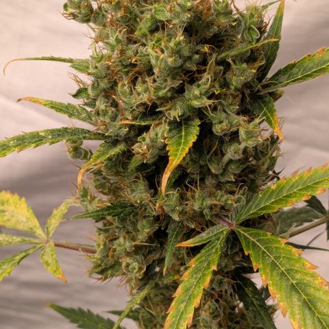 #66 Northern Lights growlog timeline photo