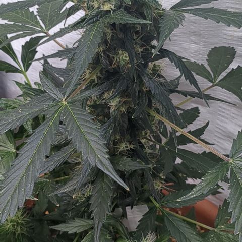 #74 White Diesel Haze growlog timeline photo