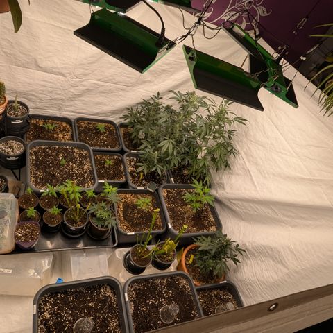 #74 White Diesel Haze growlog timeline photo
