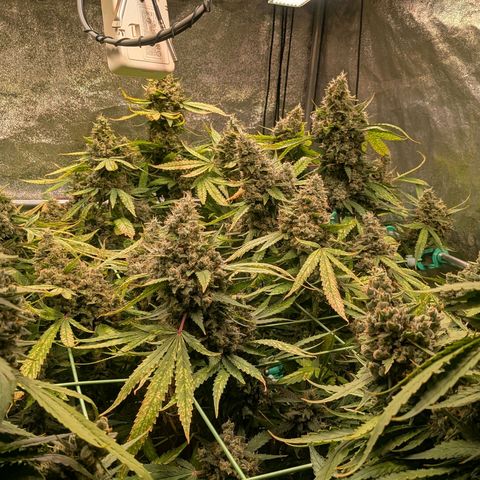 4x Bubble Gum growlog timeline photo