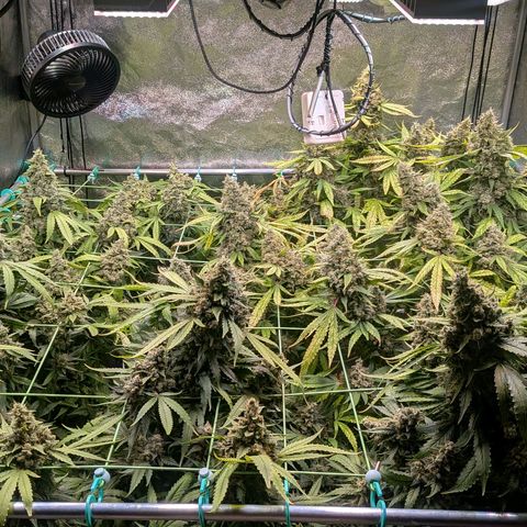 4x Bubble Gum growlog timeline photo
