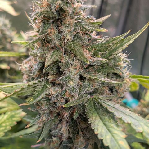 4x Bubble Gum growlog timeline photo