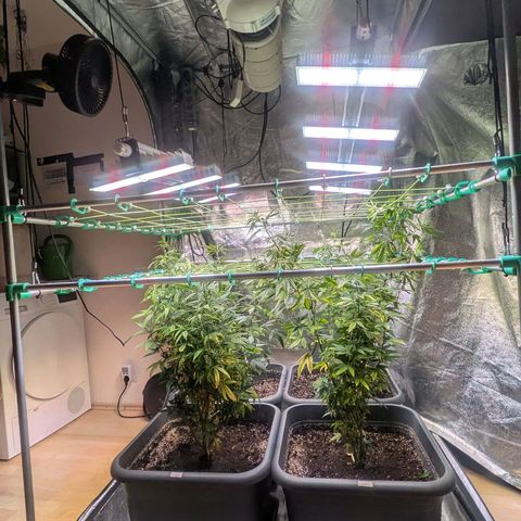 2x Seriotica, 2x Afghani #1 growlog timeline photo