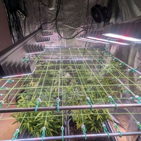 2x Seriotica, 2x Afghani #1 growlog timeline photo