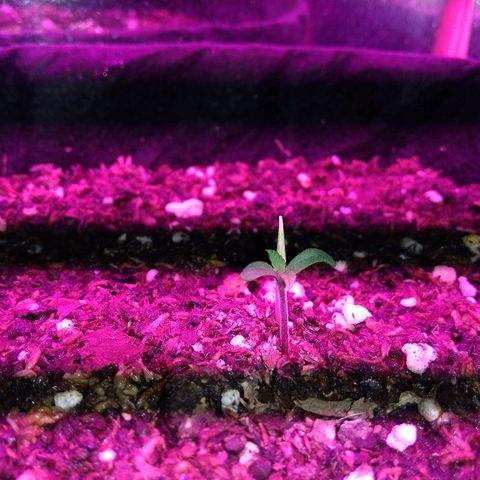 Somanguera growlog photo