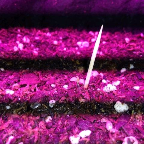 Somanguera growlog photo