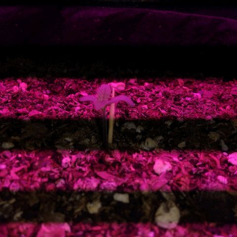 Somanguera growlog photo