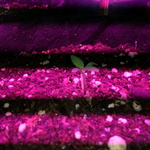 Somanguera growlog photo