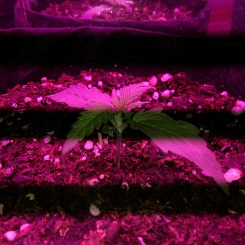 Somanguera growlog photo