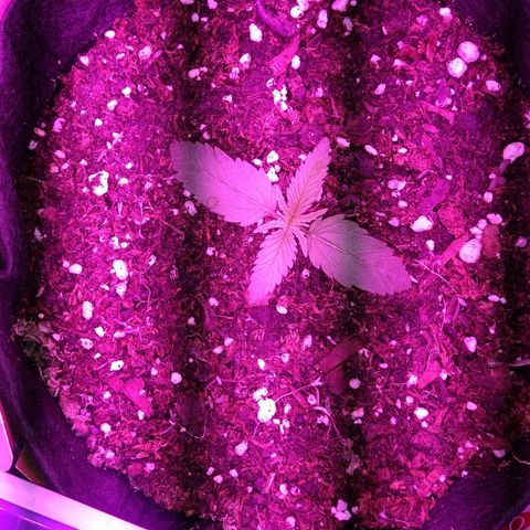 Somanguera growlog timeline photo