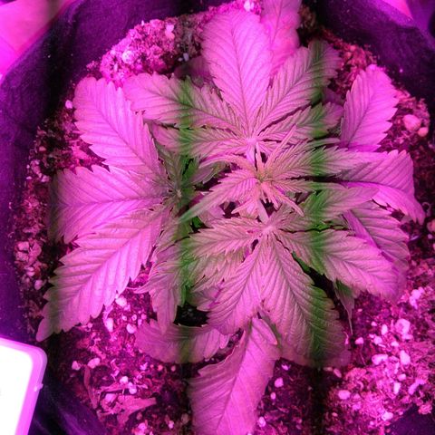 Somanguera growlog timeline photo