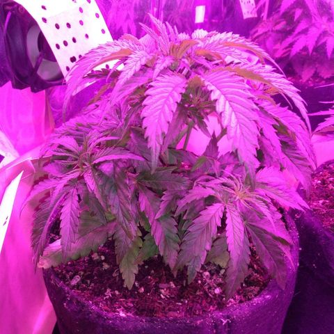 Somanguera growlog timeline photo