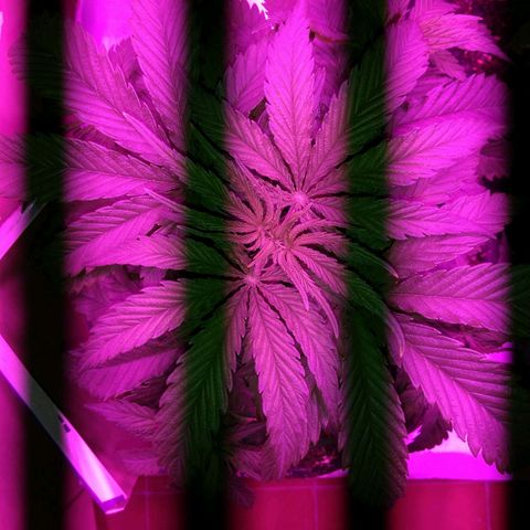 Somanguera growlog timeline photo