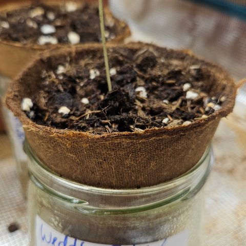 Wedding Cake 2 growlog timeline photo