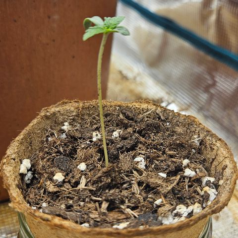 Wedding Cake 2 growlog timeline photo
