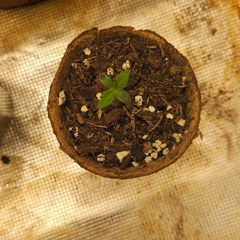 Wedding Cake 2 growlog timeline photo