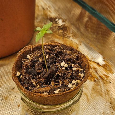 Wedding Cake 2 growlog timeline photo