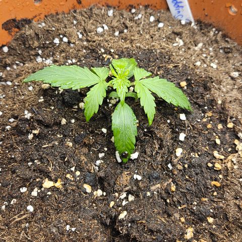 Wedding Cake 2 growlog timeline photo