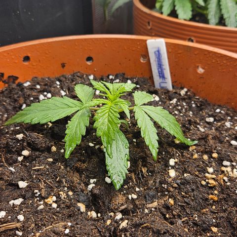 Wedding Cake 2 growlog timeline photo
