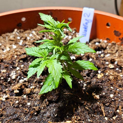 Wedding Cake 2 growlog timeline photo