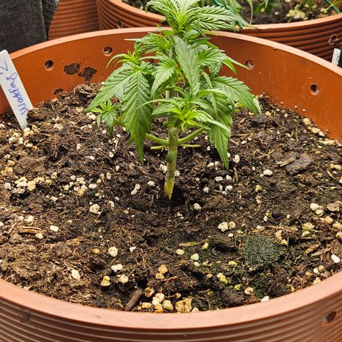 Wedding Cake 2 growlog timeline photo