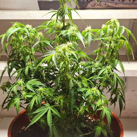 Wedding Cake 2 growlog timeline photo