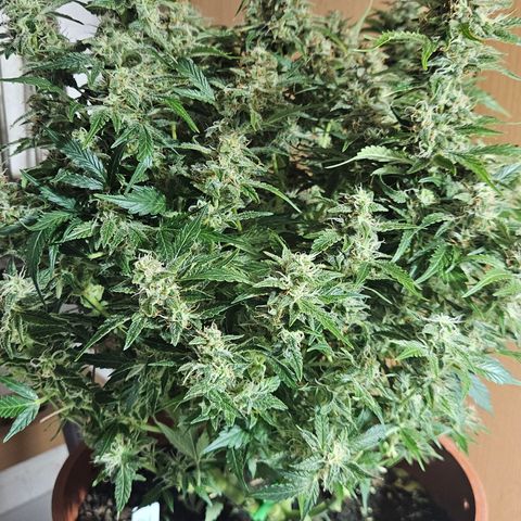 Wedding Cake 2 growlog timeline photo
