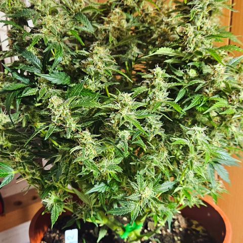 Wedding Cake 2 growlog timeline photo