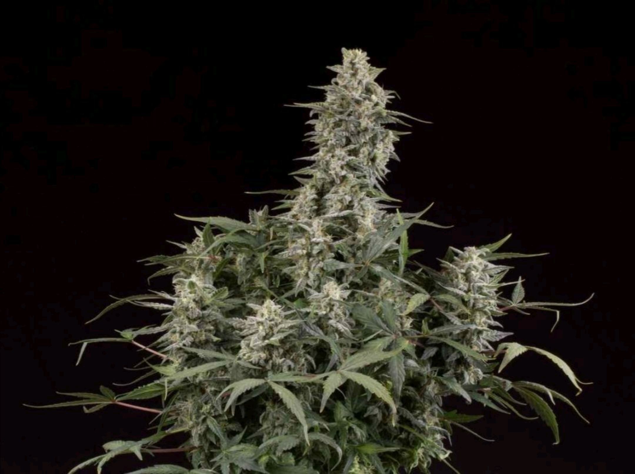 Big Bud Autoflower growlog header