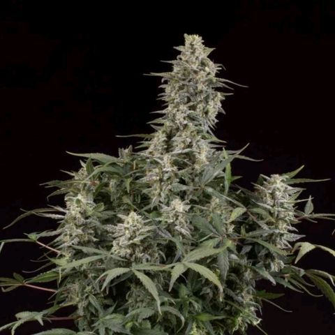 Big Bud Autoflower growlog photo