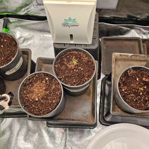 Black Domina growlog timeline photo